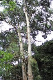 Pure Eucalyptus Globulus Essential Oil