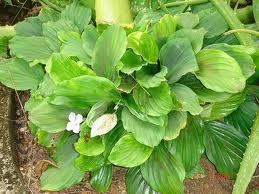 Pure Kaempferia Galangal Essential oil