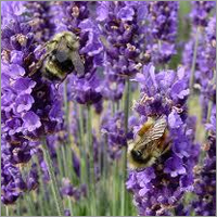 Pure Lavender Essential Oil