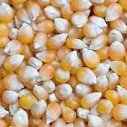 Maize