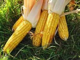 INDIAN YELLOW MAIZE CORN 