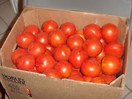 Tomatoes