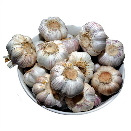 Garlic
