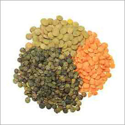 Lentils Group