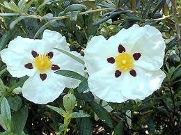 Pure Cistus Oil