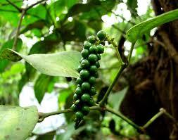 Pure Black Pepper Oil