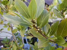 Pure Bay Leaf Oil