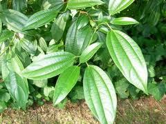 Pure Cinnamon Leaf Oil