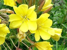 Pure Evening Primrose Oil