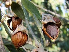 Pure Jojoba Golden Oil
