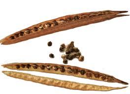 Pure Moringa Seed Oil