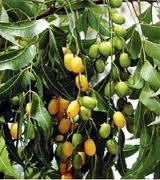 Pure Neem Oil (Pharma grade)