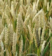 Pure Wheat Germ Oil - Cold-Pressed, 500g/1kg/5kg Aluminum Bottle, Nutrient-Rich, Pure Natural Oil