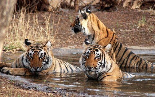 Wildlife Tours in INDIA By SUN HOLIDAYS