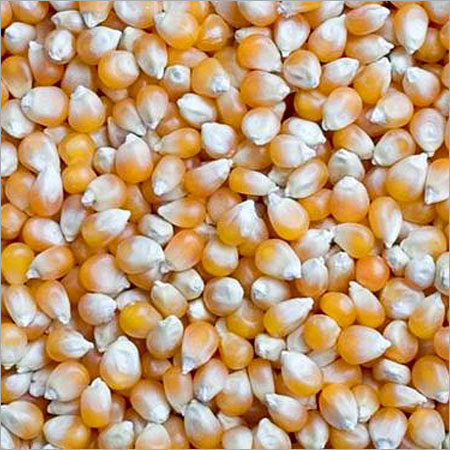 Yellow Corns
