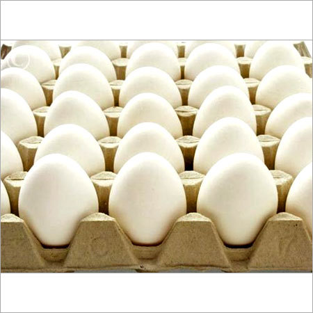 White Shell Chicken Eggs
