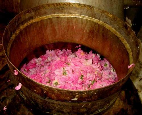 Pure Rose Water - Purity: 98%