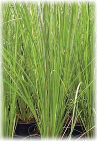 Khus Water - Color: Green