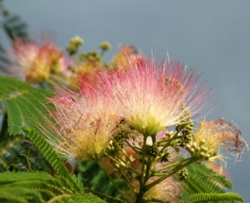 Mimosa Absolute