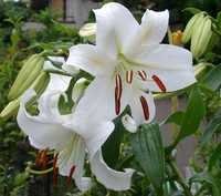 Lily Oil Absolute - Pure Flower Fragrance Oil, 98% Purity, Liquid Aroma For All Ages, Long-lasting Scent