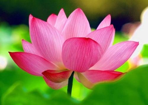 Pink Lotus Absolute