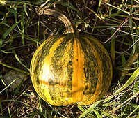 Pumpkin Seed Oil - Age Group: Children