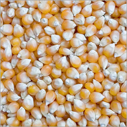 Yellow Maize