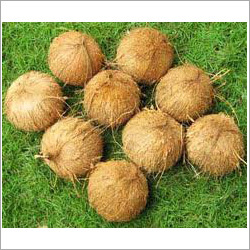 Fully Husked Coconut