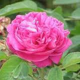 100% Pure Rose Water