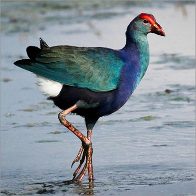 Wildlife Photo Safari Tour