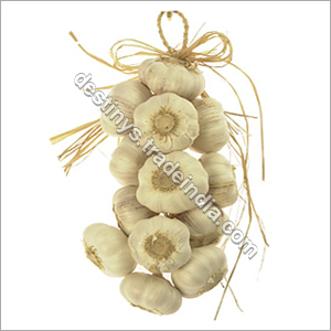 Garlic