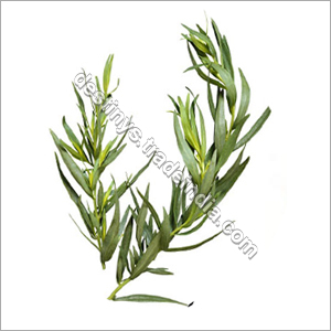 Tarragon