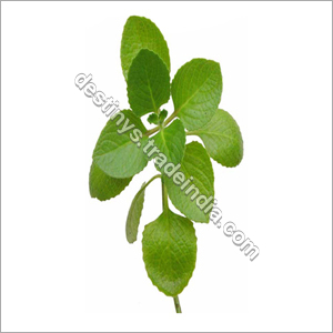 Oregano