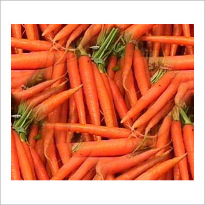 Fresh Carrots