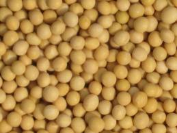 soya bean meal for animal feed