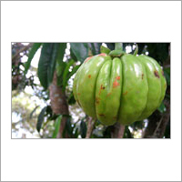 Fresh Garcinia Cambogia