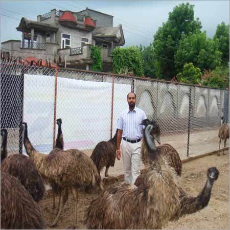 Emu Birds