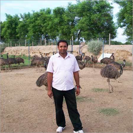 Emu Bird Breeders - Variable Age and Size, Healthy Lively Emus, Efficient Delivery, Spacious Farm