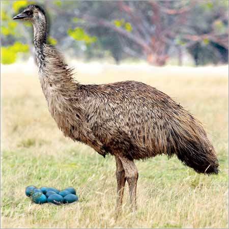 Emu Farming
