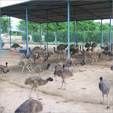 Emu Breeding