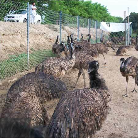 Baby Emu Birds