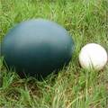 Fresh EMU Eggs