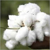 Cotton Seeds
