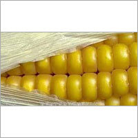 Yellow Maize