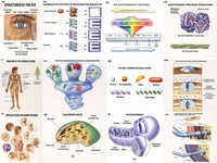 Microbiology Charts