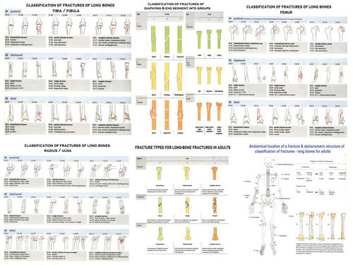 Orthopaedics Charts