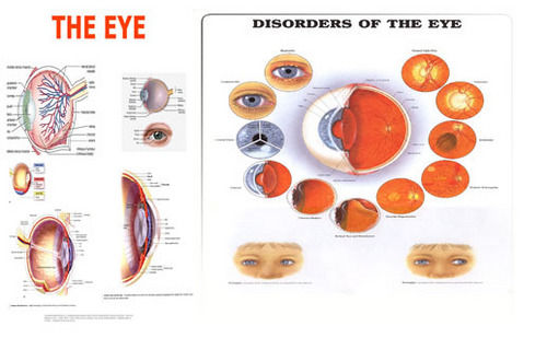 Eye Charts - Color: White