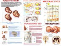 Gynaecology Charts