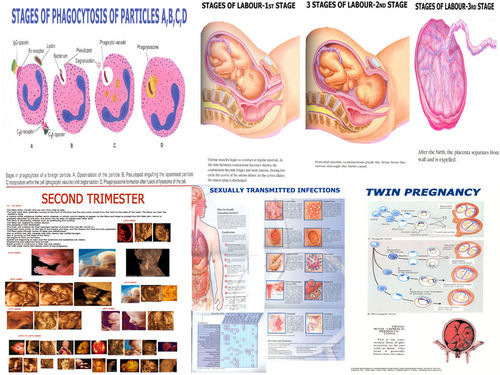 Charts On Obstetic - Color: White And Black