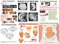 Obstetric Disease Charts